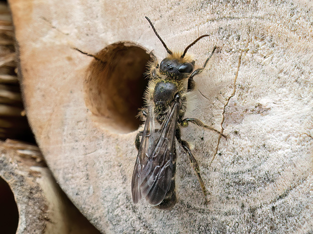 Chelostoma florisomne (Männchen)
