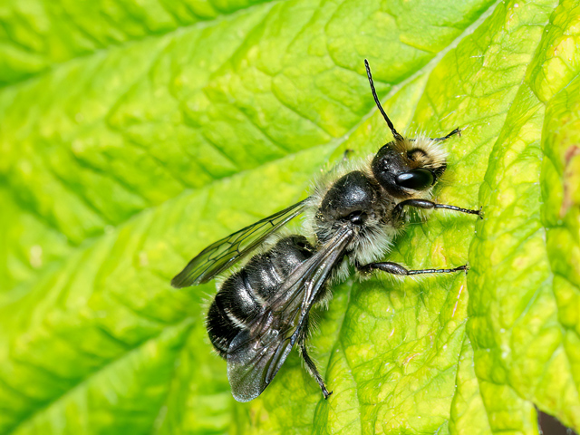 Chelostoma florisomne (Männchen)