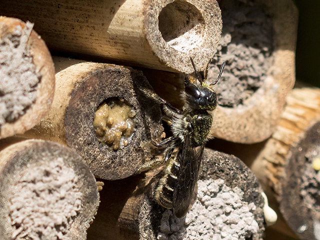 Chelostoma florisomne (Weibchen)