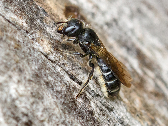 Chelostoma florisomne (Weibchen)