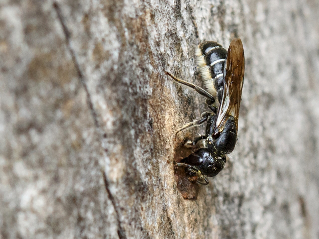 Chelostoma florisomne (Weibchen)