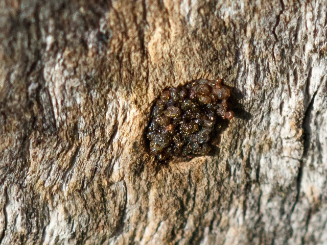 Chelostoma florisomne (Nestverschluss)