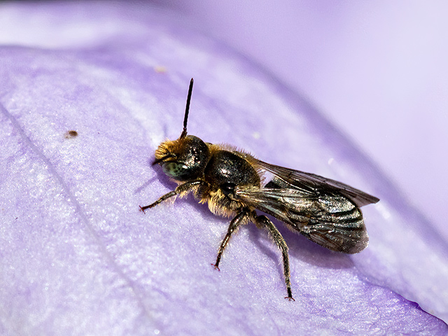 Chelostoma rapunculi (Männchen)