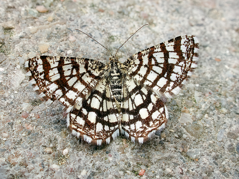 Chiasmia clathrata