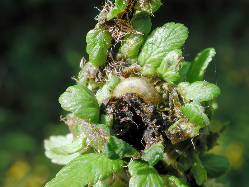 Chirosia betuleti (Larve)