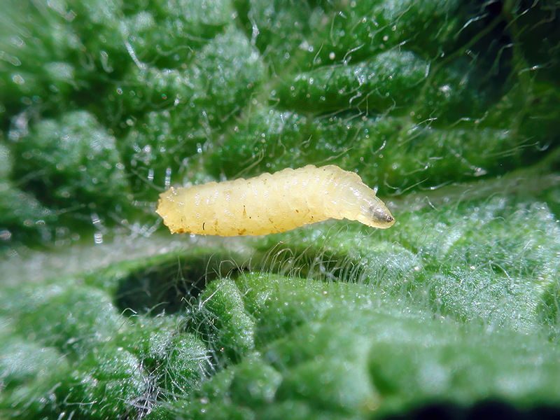 Chirosia betuleti (Larve)