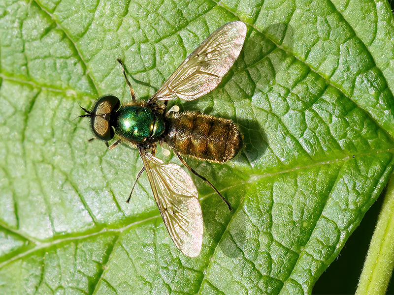 Chloromyia formosa (Männchen)