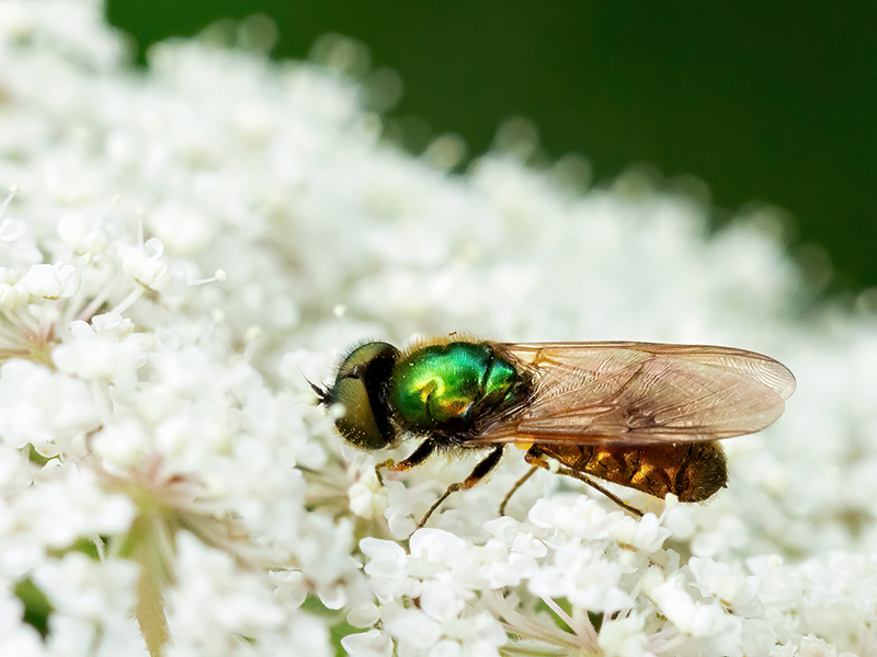Chloromyia formosa (Männchen)