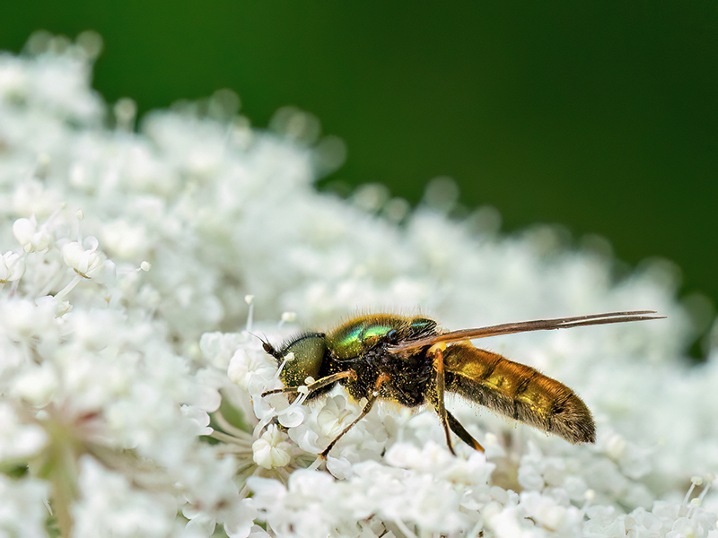 Chloromyia formosa (Männchen)