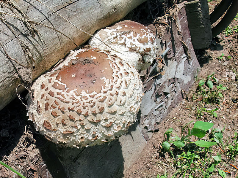Chlorophyllum brunneum