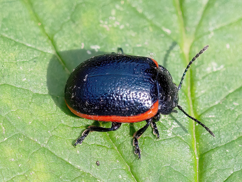 Chrysolina sanguinolenta