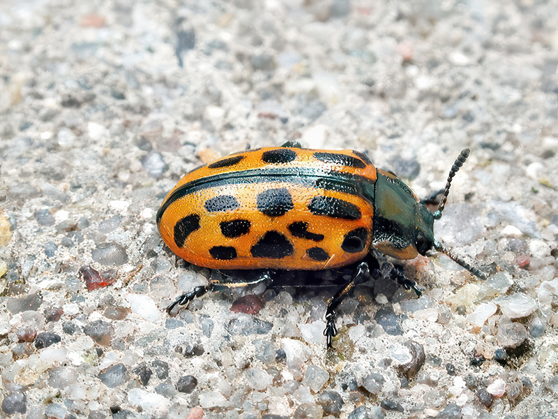 Chrysomela vigintipunctata (Farbvariante)