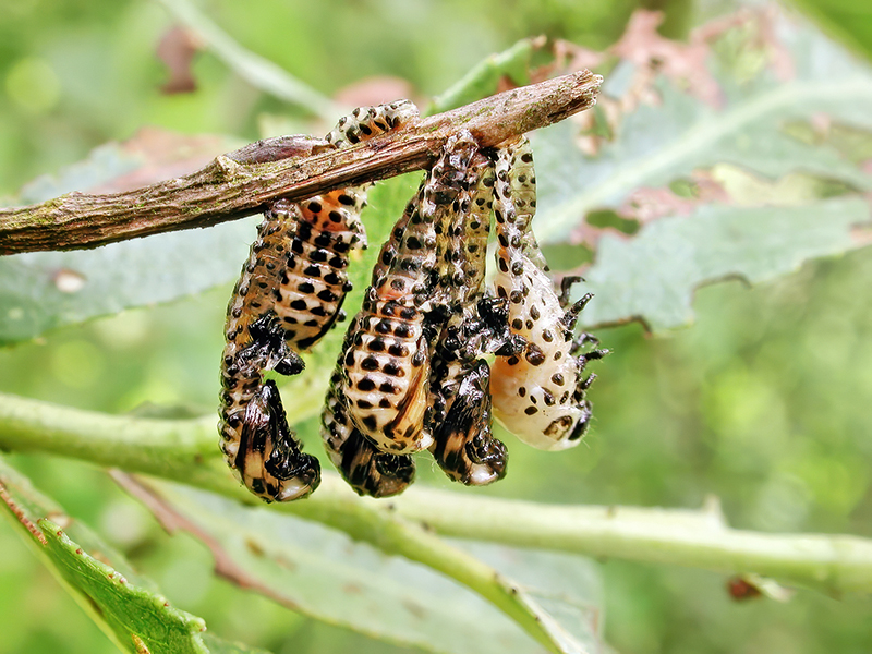 Chrysomela vigintipunctata (Puppen)