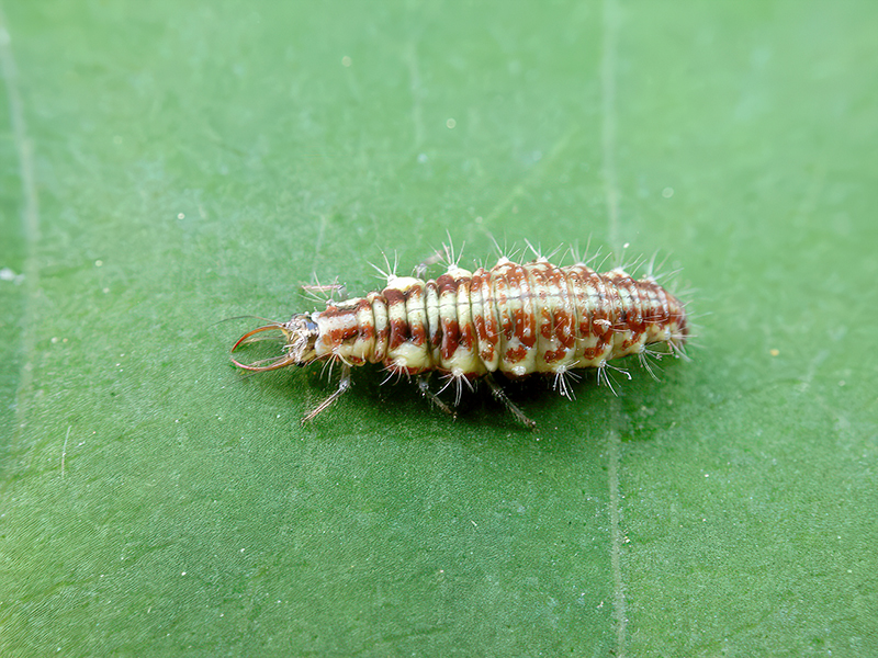 Chrysoperla carnea (Larve)