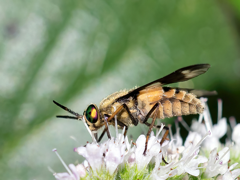 Chrysops relictus