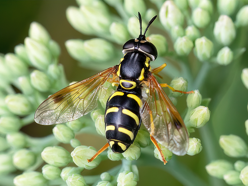 Chrysotoxum festivum (Weibchen)