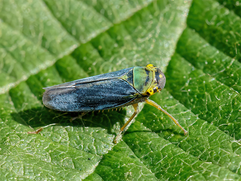 Cicadella viridis (Männchen)