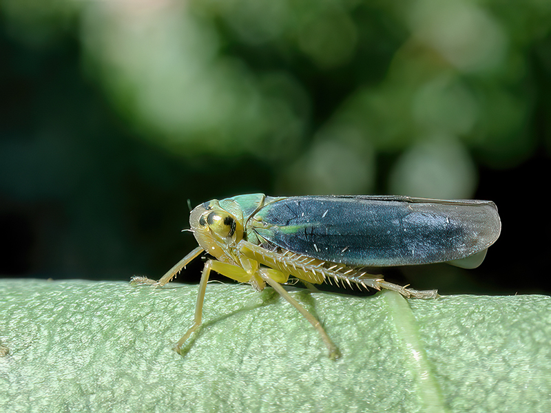 Cicadella viridis (Männchen)