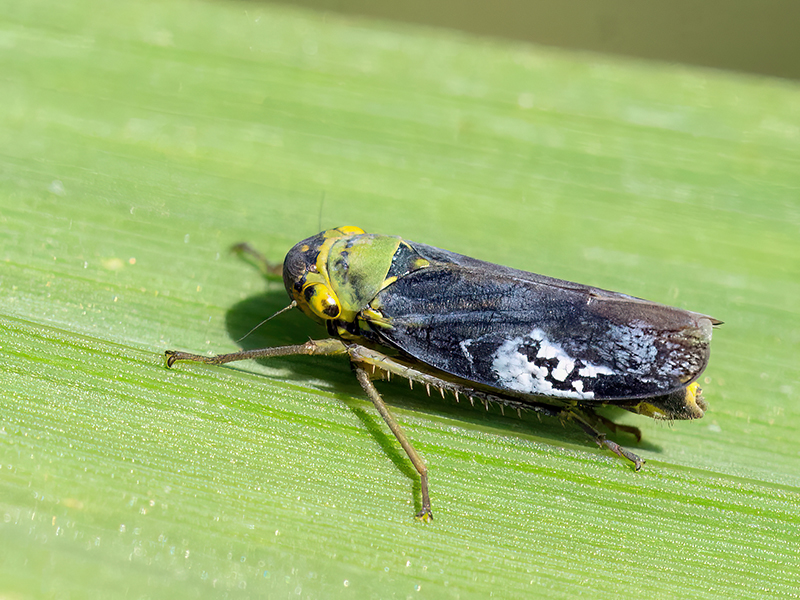 Cicadella viridis (Männchen)