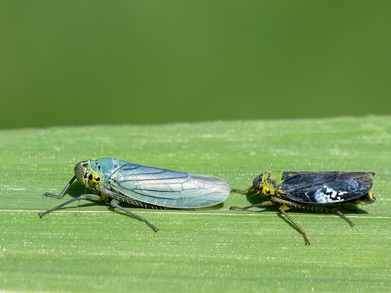 Cicadella viridis (Pärchen)