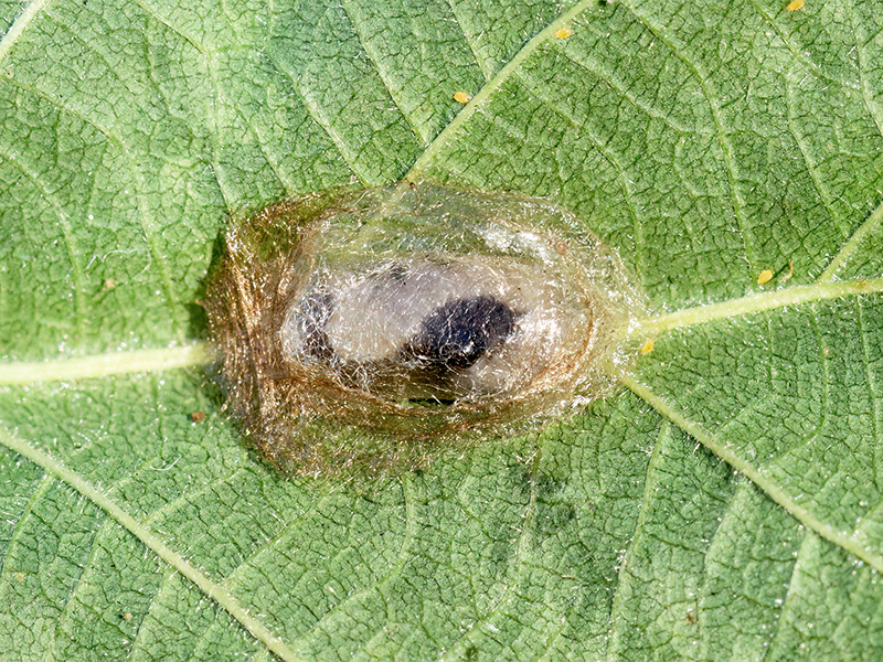 Cladius brullei (Kokon)