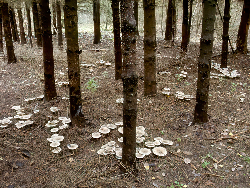 Clitocybe nebularis