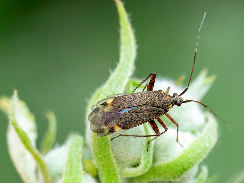 Closterotomus fulvomaculatus