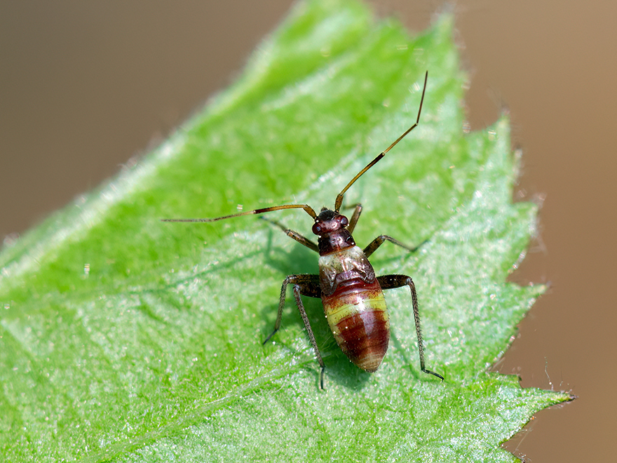 Closterotomus fulvomaculatus (Larve)