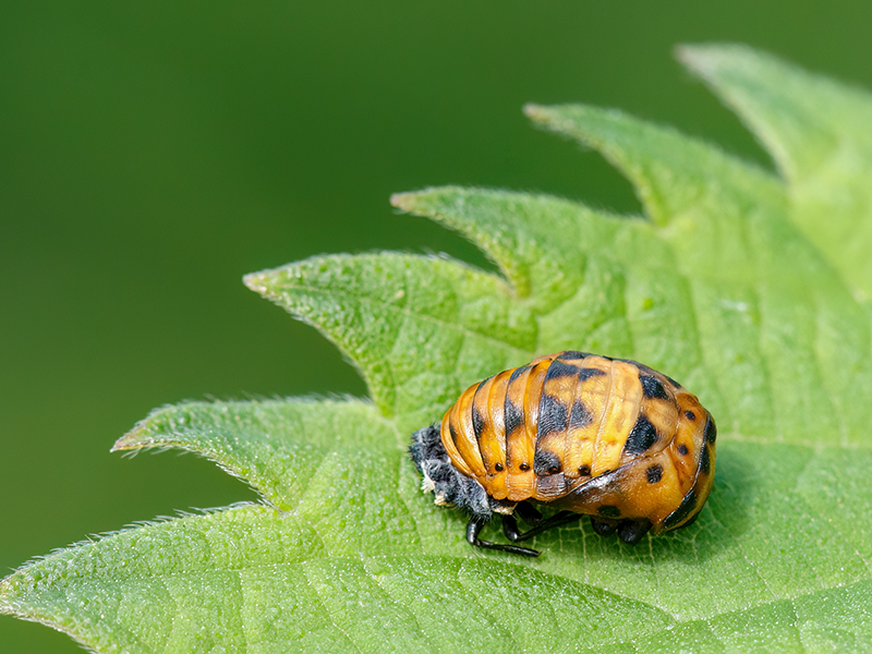 Coccinella septempunctata (Puppe)