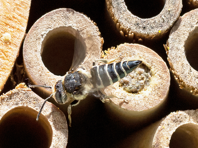 Coelioxys aurolimbata