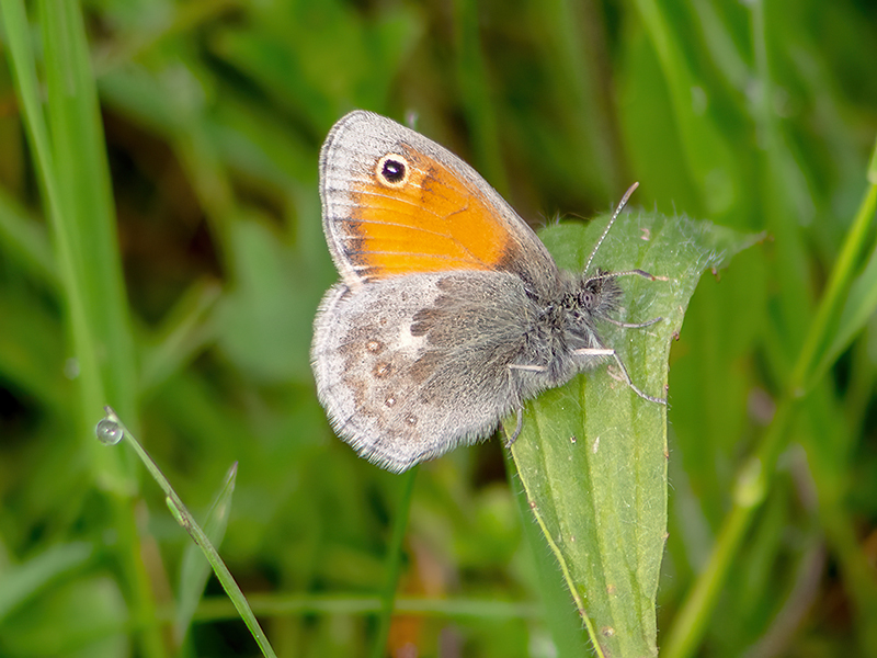 Coenonympha pamphilus