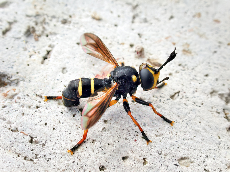 Conops flavipes