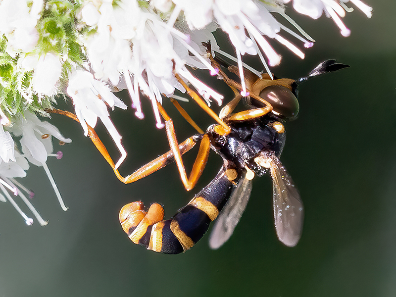 Conops quadrifasciatus (Weibchen)