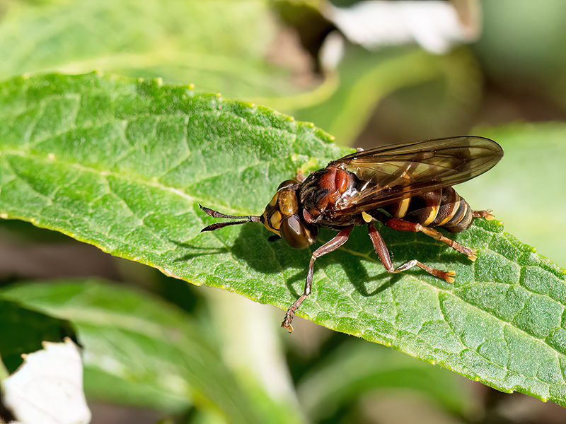Conops vesicularis
