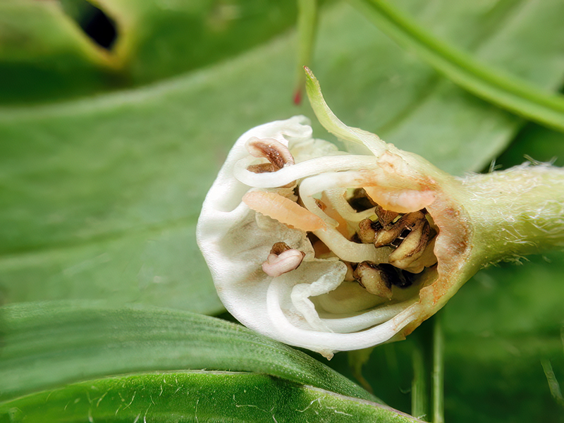 Contarinia anthobia (Larven)