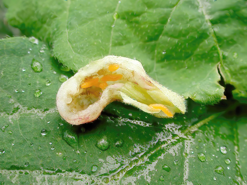 Contarinia lonicerarum (Larven)