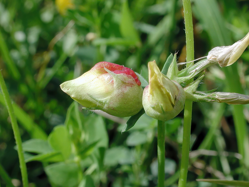 Contarinia loti