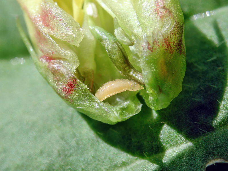 Contarinia loti (Larve)