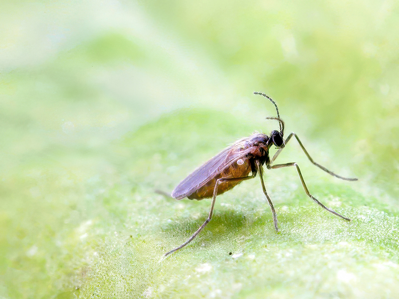 Contarinia loti