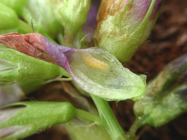 Contarinia medicaginis (Larve)