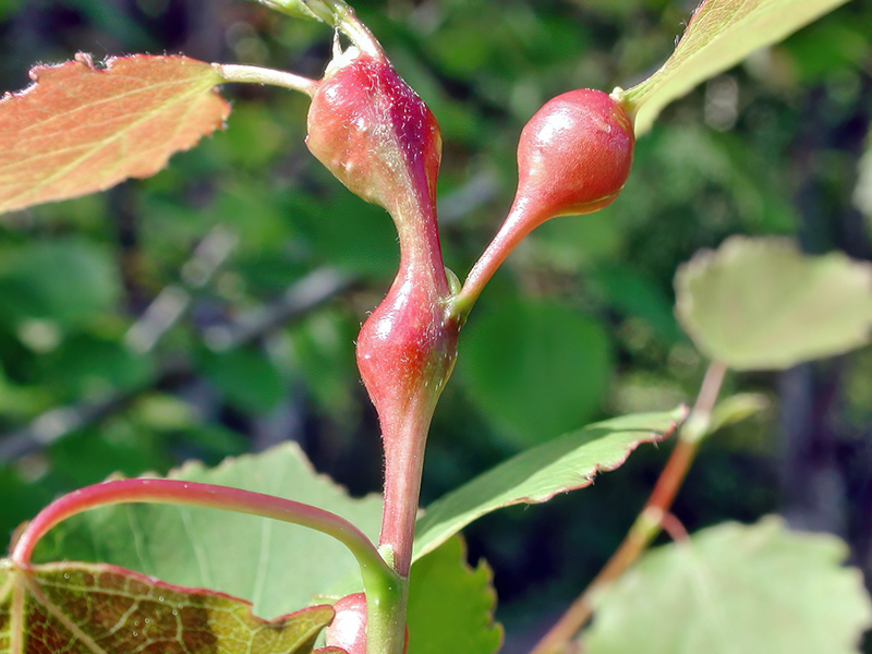 Contarinia petioli