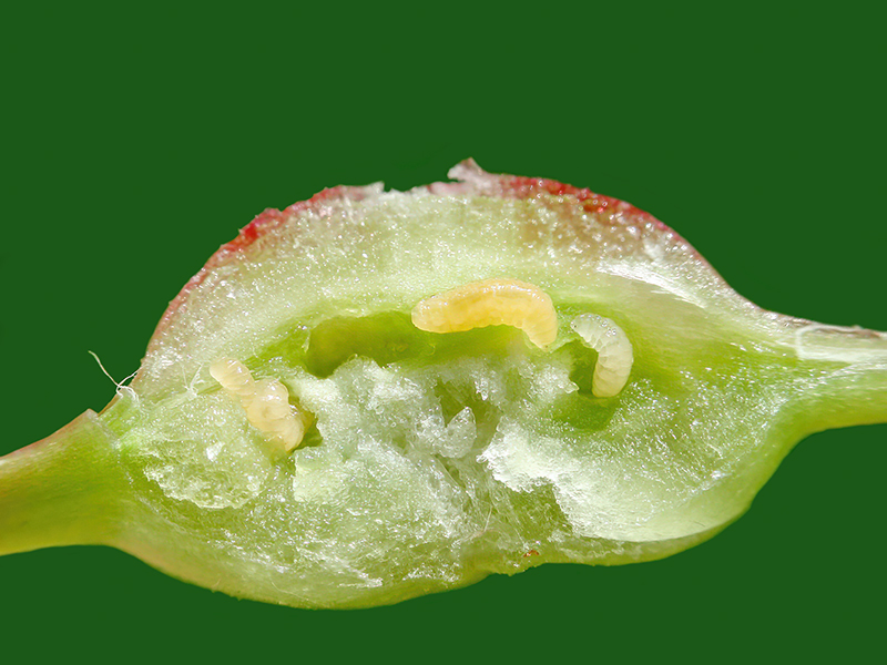 Contarinia petioli (Larven)