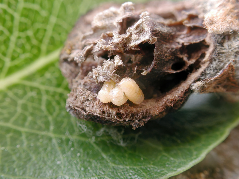 Contarinia pyrivora (Larven)