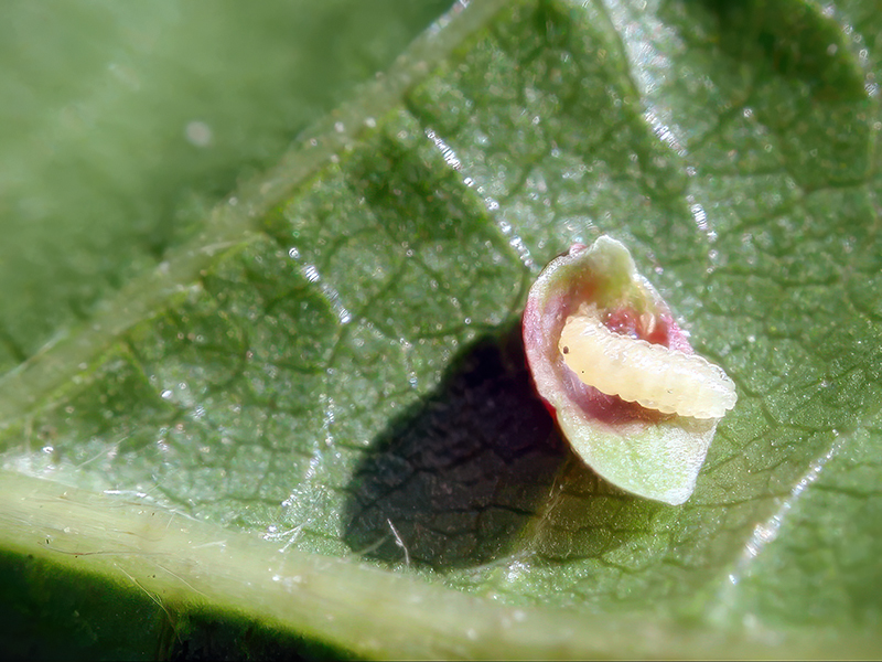 Contarinia rumicis (Larve)