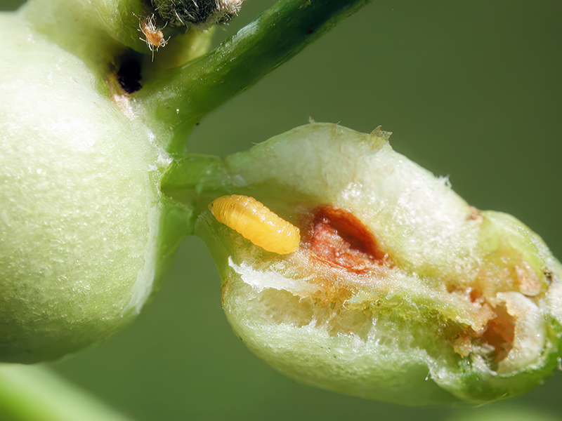 Contarinia tiliarum (Larve)