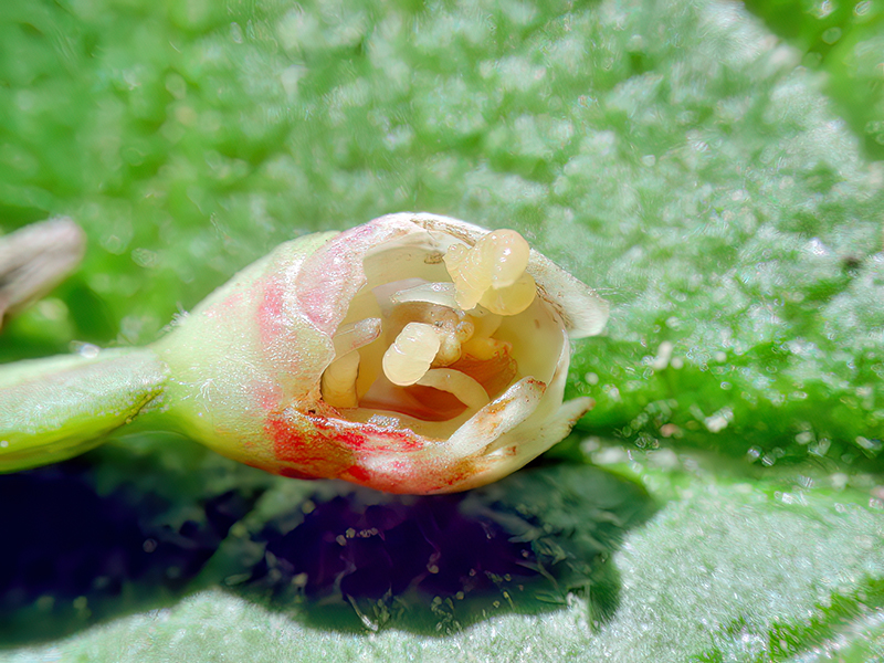 Contarinia viburnorum (Larven)