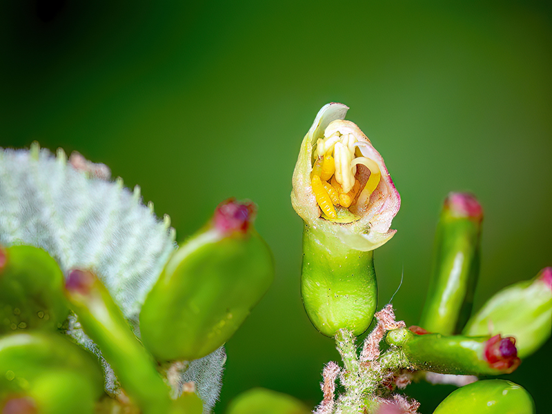 Contarinia viburnorum (Larven)