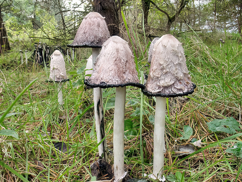 Coprinus comatus