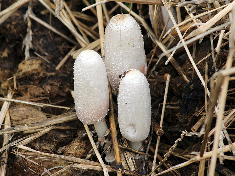 Coprinus sterquilinus