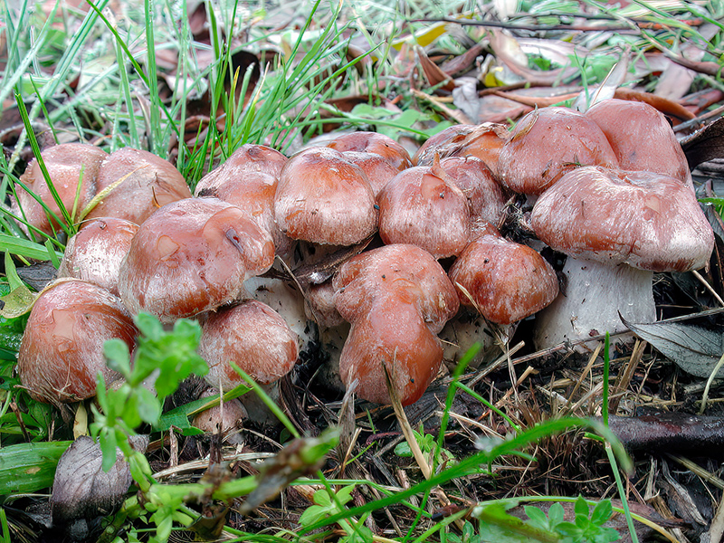 Cortinarius urbicus